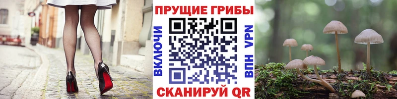 Галлюциногенные грибы Psilocybe Клинцы